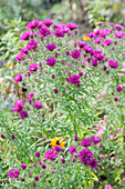 Herbstaster 'Purple Dome' im Beet