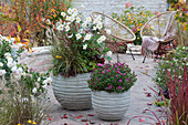 Herbstanemone 'Honorine Jobert', Federborstengras und Chrysantheme 'Tiplo' in grauen Kübeln