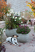 Herbstanemone 'Honorine Jobert', Federborstengras und Chrysantheme 'Tiplo' in grauen Kübeln, Hund Zula
