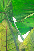 Flamingo Flower leaves