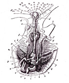 Octopus anatomy, illustration