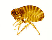 Human flea female, light micrograph