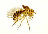 Common fruit fly male exoskeleton light micrograph