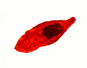 Chinese liver fluke, light micrograph