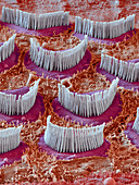 Inner ear hair cells, SEM