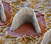 Inner ear hair cells, SEM