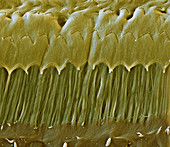 Organ of Corti tectorial membrane, SEM