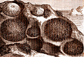Sea urchins, 19th century illustration