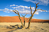 Dead trees in desert, Namibia