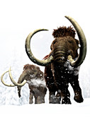 Woolly mammoths, illustration