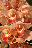 Boat orchid (Cymbidium sp.) flowers
