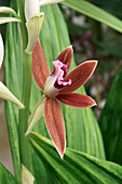 Greater swamp-orchid (Phaius tankervilleae) flowers