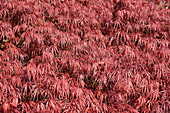 Japanese maple (Acer palmatum) foliage