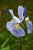 Siberian iris (Iris sibirica) flower