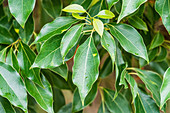 Camphor tree