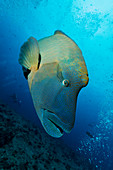 Napoleon wrasse