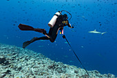 SCUBA Diver using reef hook