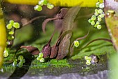 Common frog tadpoles and tadpole snail