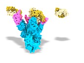 Nanobodies and Covid-19 virus spike protein, illustration