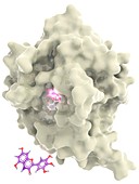 Anthocyanidin synthase plant enzyme, molecular model
