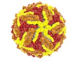 West Nile virus particle, molecular model