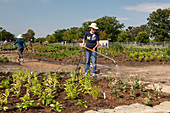 Planting public garden, Detroit, Michigan, USA