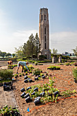 Planting public garden, Detroit, Michigan, USA