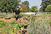 Planting public garden, Detroit, Michigan, USA