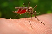 Asian bush mosquito feeding on human blood