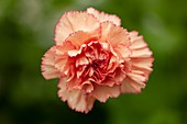 Carnation (Dianthus 'Turbo') flower