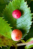 Pea galls on leaves of Rosa canina