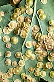 Spangle galls on a leaf of Quercus robur