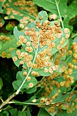 Spangle galls on leaves of Quercus robur