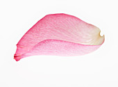 Close up of pink flower petal