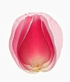 Close up of blurred, pink flower petal