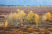 Autumn trees in rural landscape