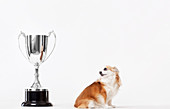 Dog looking at trophy