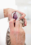 Veterinarian examining cat's mouth