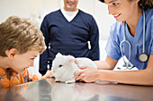 Veterinarian and owner examining rabbit