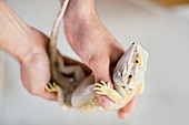 Close up of vet holding lizard