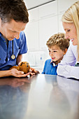 Veterinarian examining guinea pig