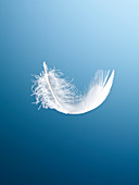 Feather floating on blue background