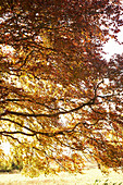 Autumn leaves on tree