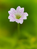 Close up of geranium flower