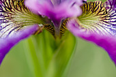 Close up of iris flower