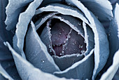 Close up of frosty cabbage plant