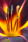Close up of day lily