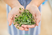 Hands holding bunch of herbs