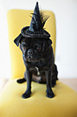Dog wearing witch's hat in chair