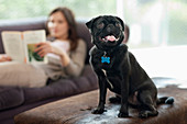 Panting dog sitting on ottoman